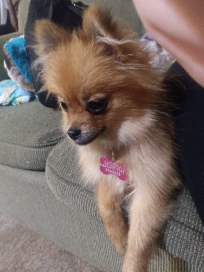 Small brown fluffy dog cuddled on a person’s lap with a pink heart-shaped ID tag visible on its collar